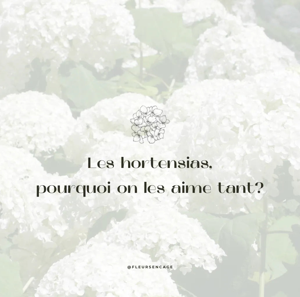 Les hortensias, pourquoi on les aime tant ?, Fleurs en Cage