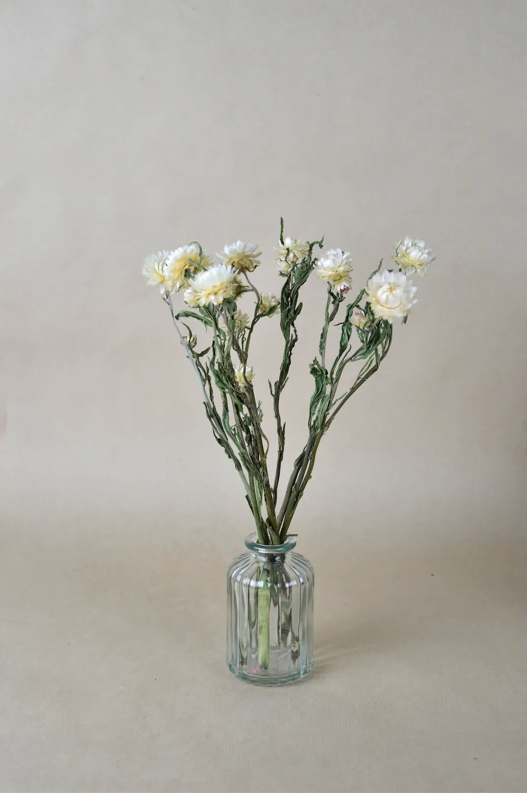 Pavot séché gris, nouvelle fleur séchée à prix mini sur le site !