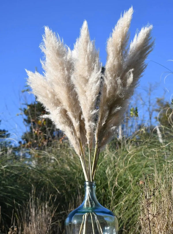 Pampas blanches, pampas sechees