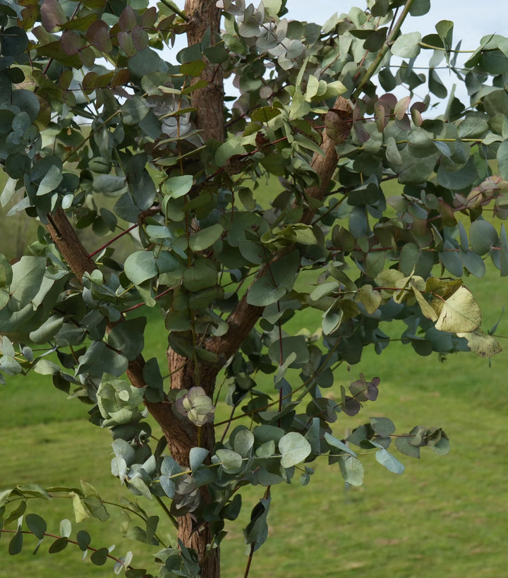 Arbre eucalyptus