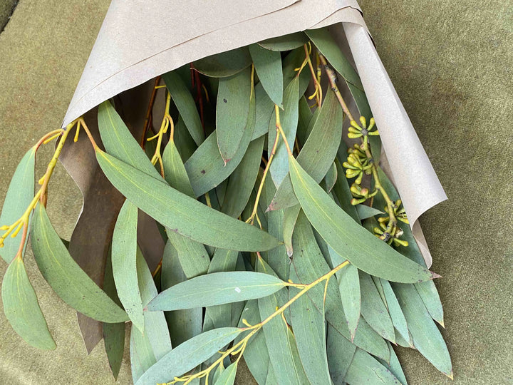 Fleurs séchées, Eucalyptus Gommier séché,