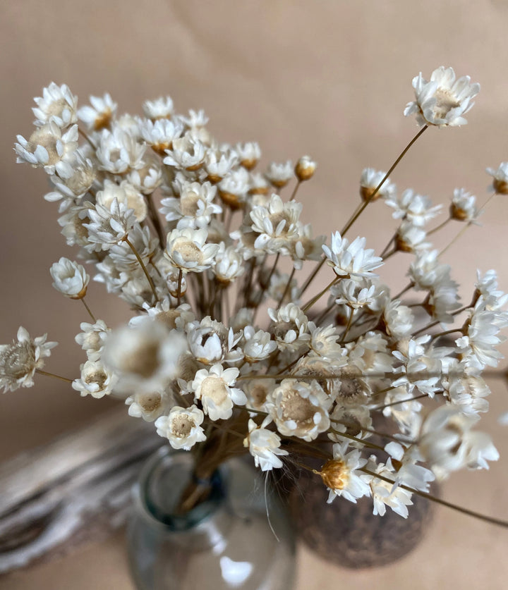 Fleurs séchées, Fleurs séchées blanches, glixia,