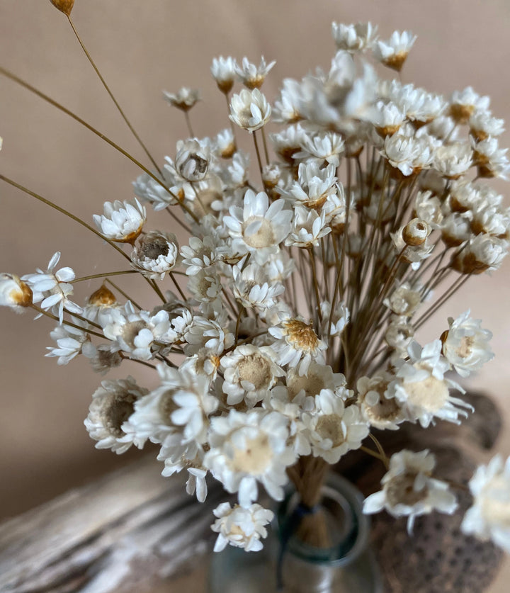 Fleurs séchées, Fleurs séchées blanches, glixia,